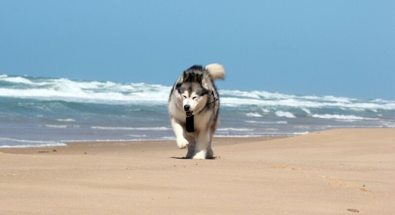 Husky Dog Running — Blue