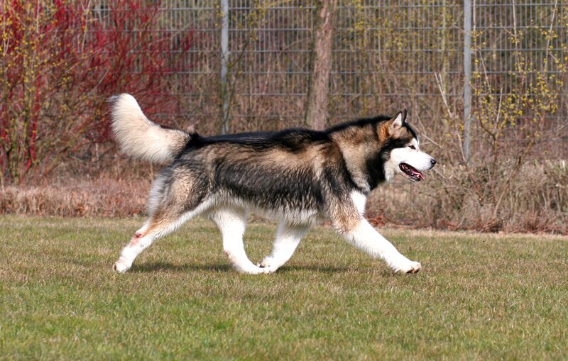Husky Dog Running — Green