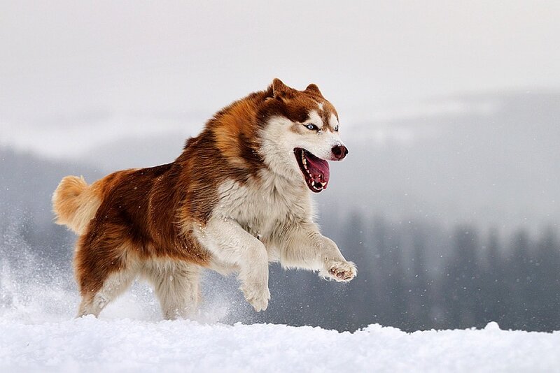 Husky Dog Running in Snow