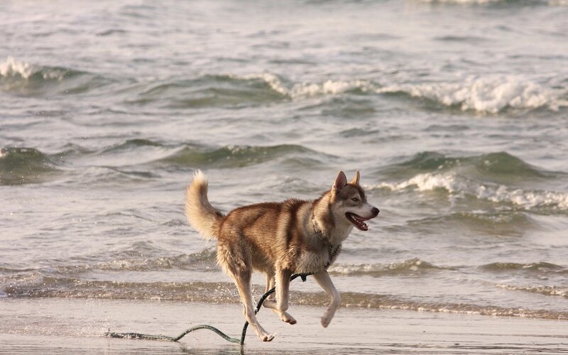 Husky Dog Running on Beach