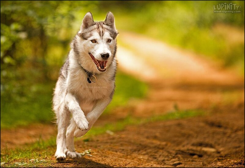 Husky Dog Running