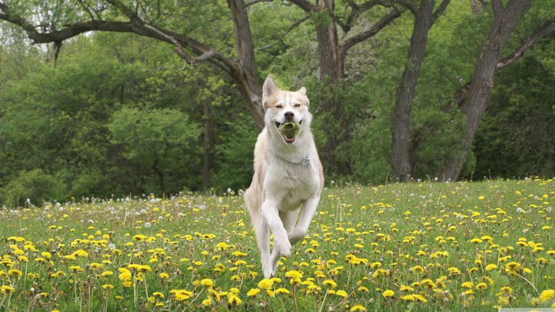 Husky Dog Running — Yellow