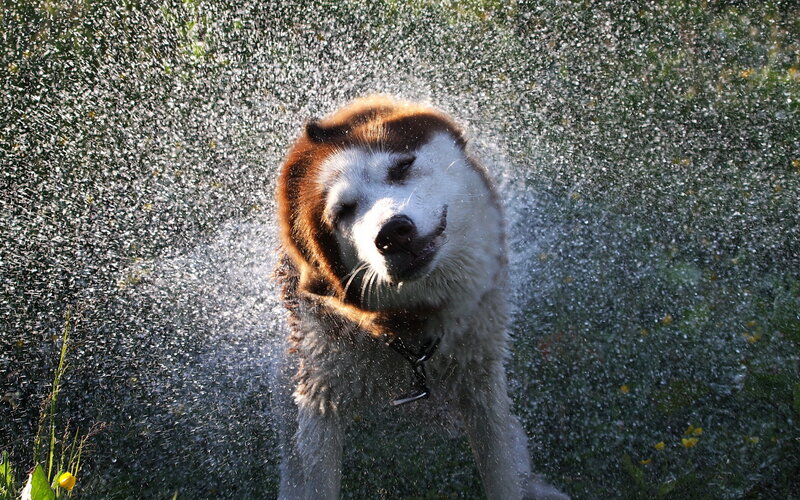 Husky Dog Shaking Water
