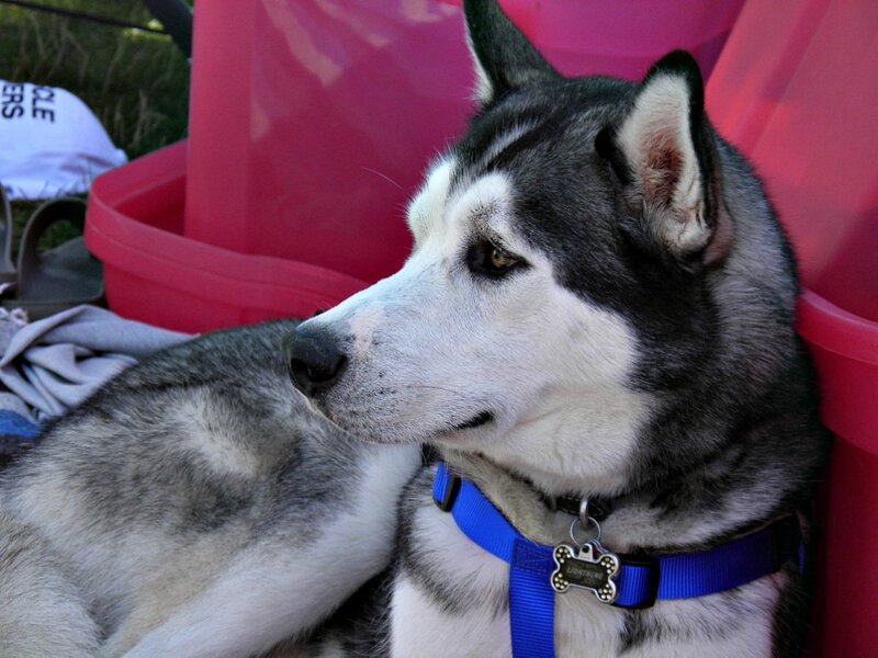 Husky Dog Sitting — Black