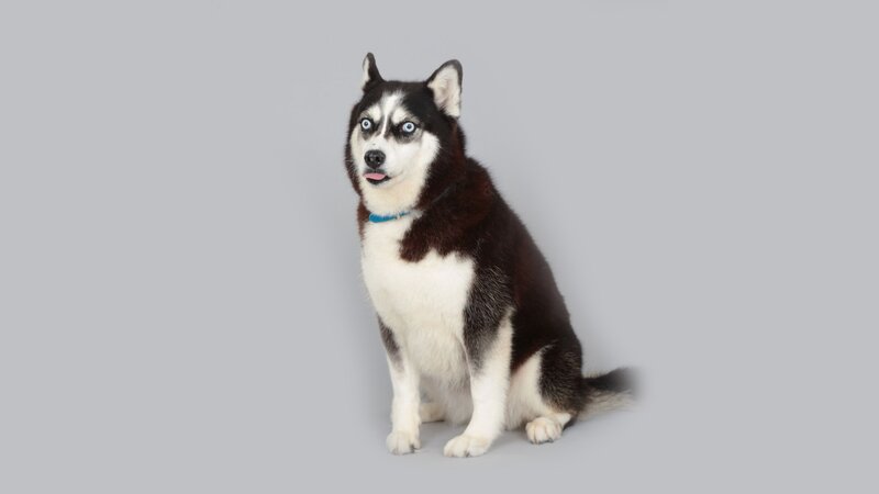 Husky Dog Sitting — Gray