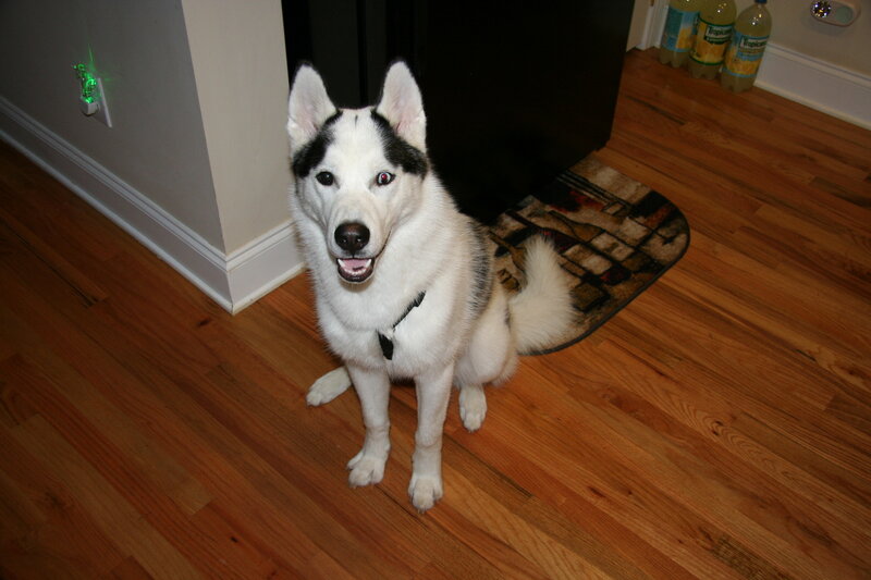 husky dog sitting on floor