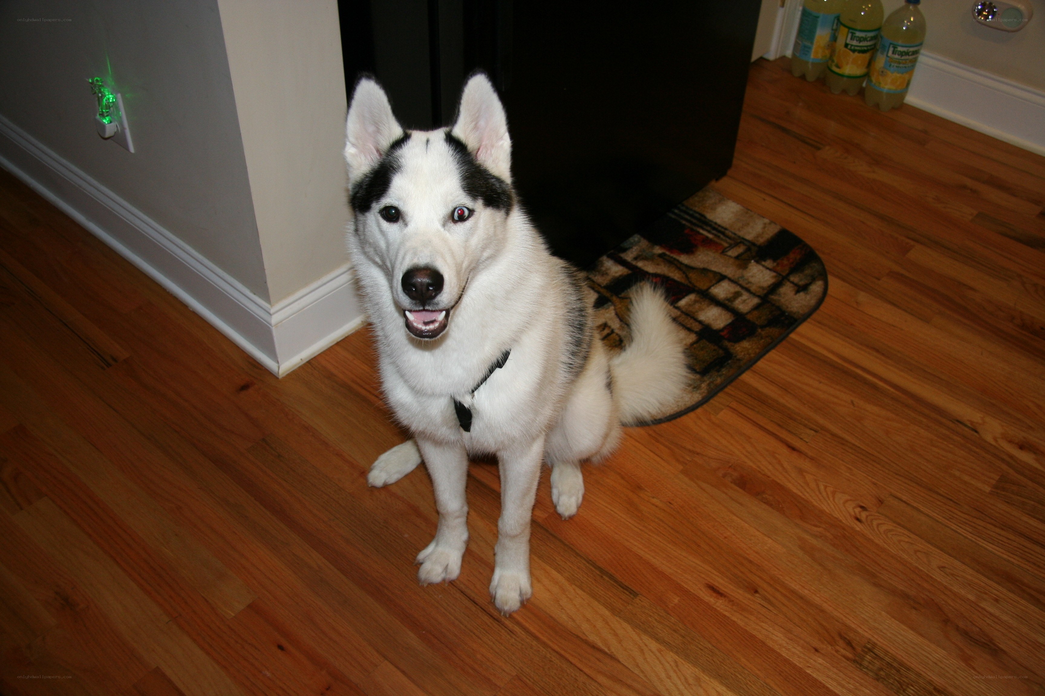 husky dog sitting on floor