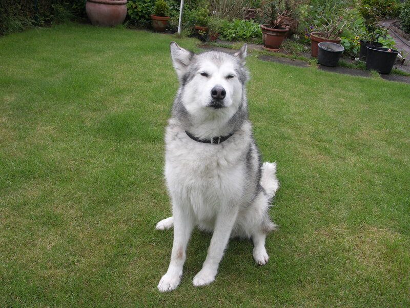 Husky Dog Sitting