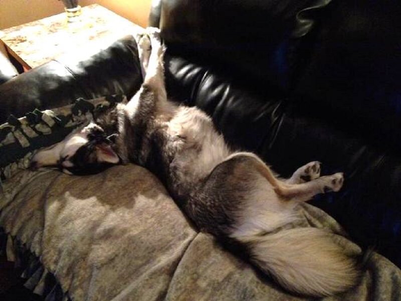 Husky Dog Sleeping — Black