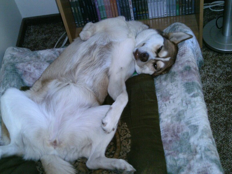 Husky Dog Sleeping