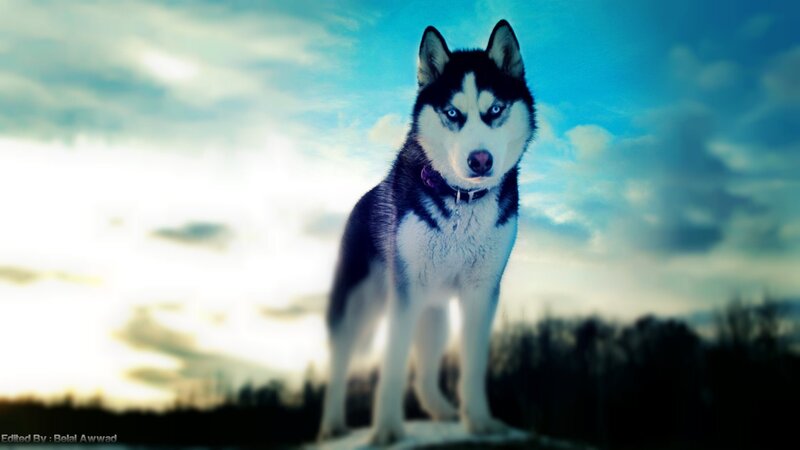 Husky Dog Standing — Blue, Dramatic