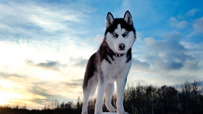 Husky Dog Standing — Blue