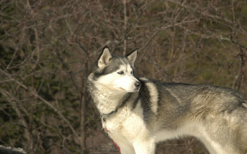 Husky Dog Standing — Gray, Calm
