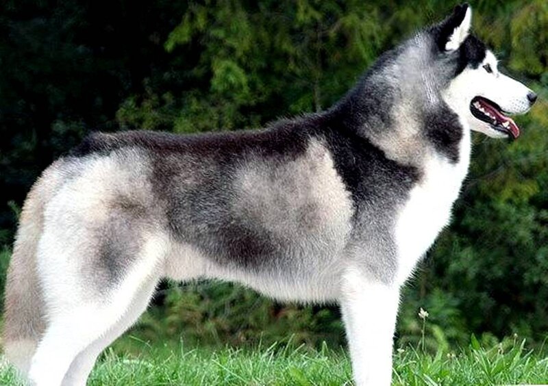 Husky Dog Standing — Gray