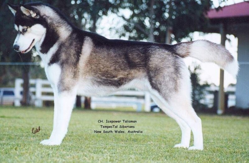 Husky Dog Standing