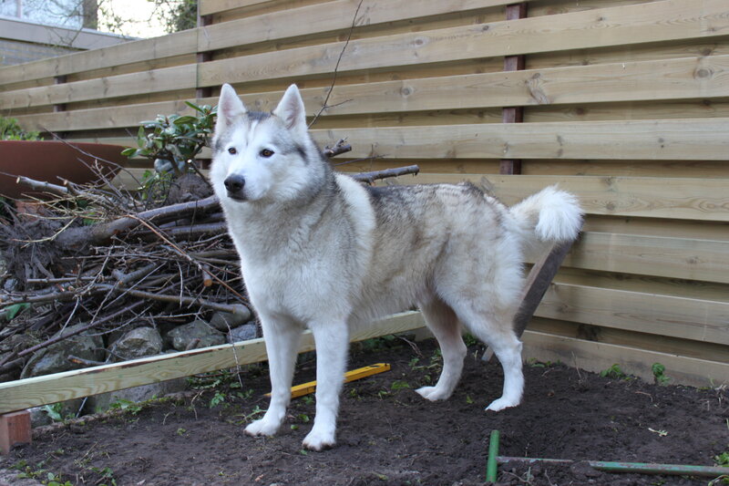 Husky Dog Standing — White