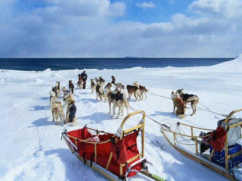 Husky Dog Team