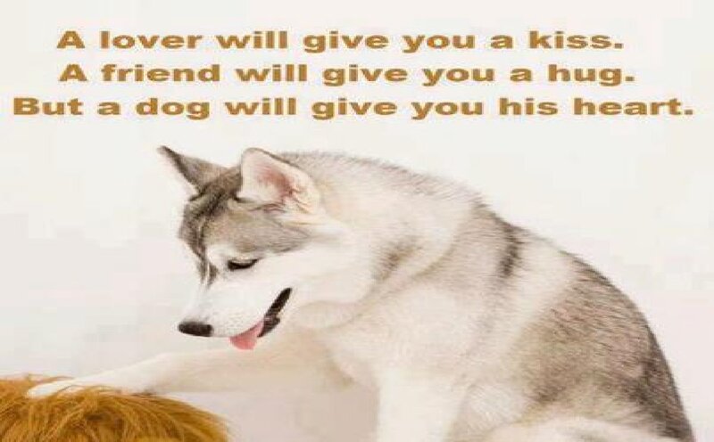 Husky Dog