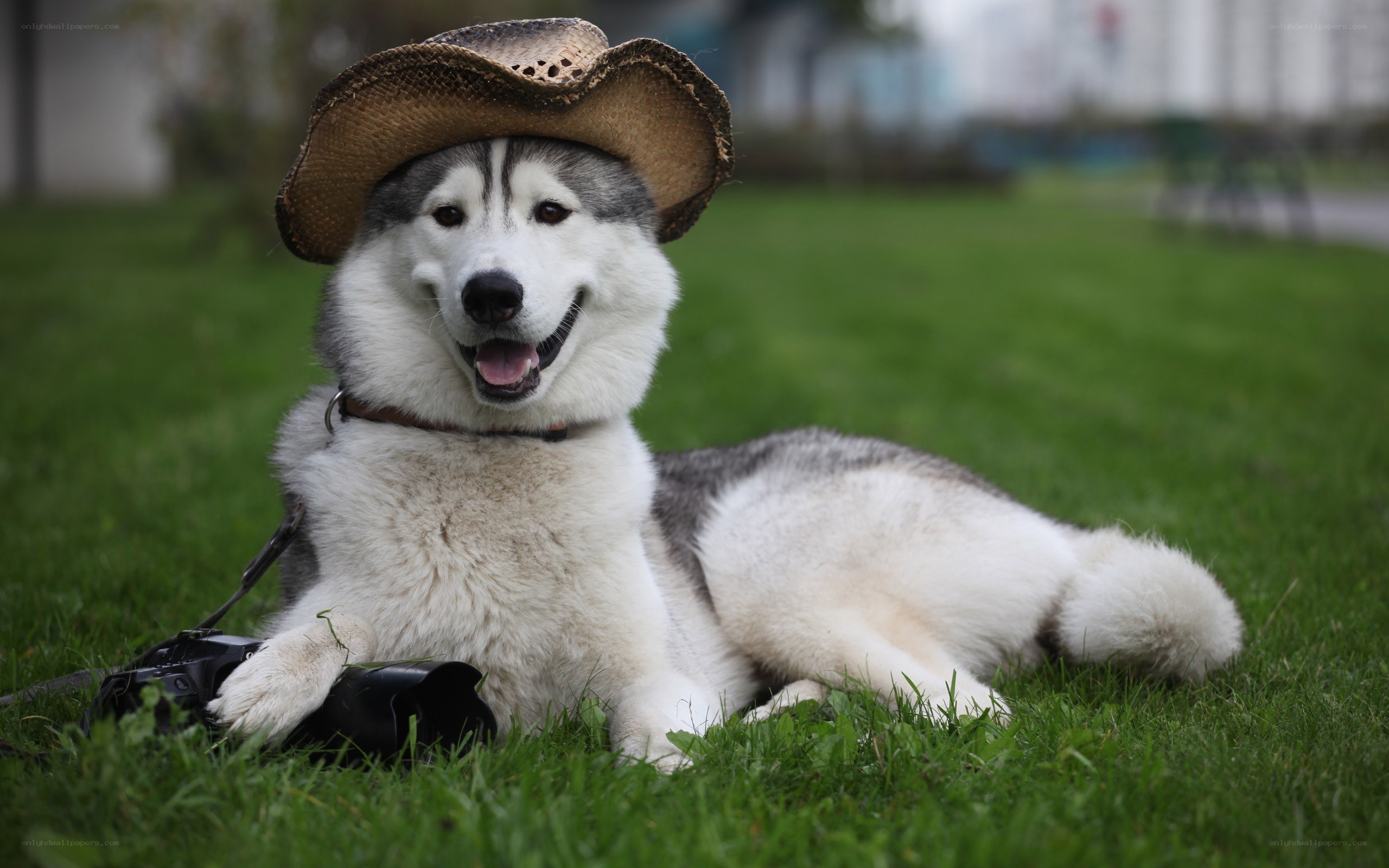husky dog wearing cowboy hat
