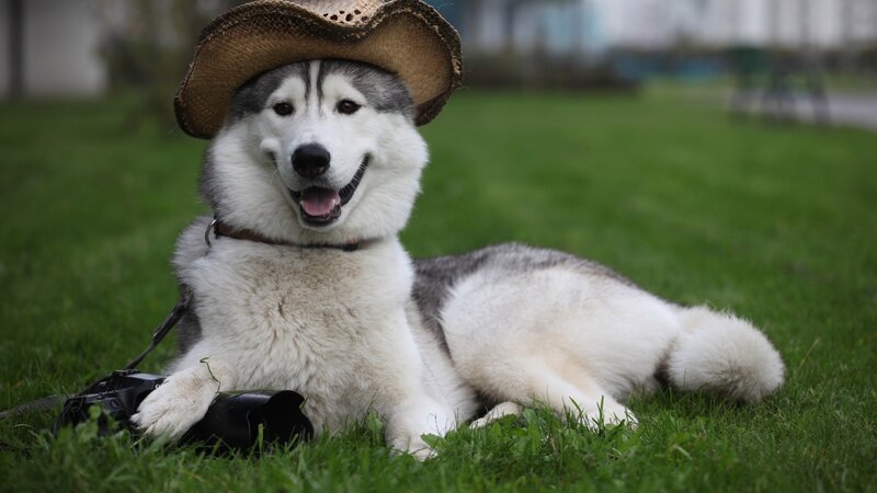 husky dog wearing cowboy hat