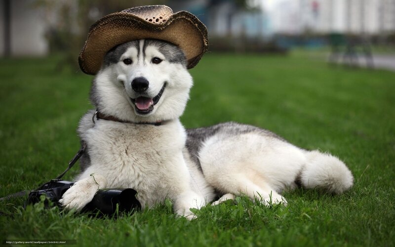 Husky Dog Wearing Hat — Green, Playful, Afternoon
