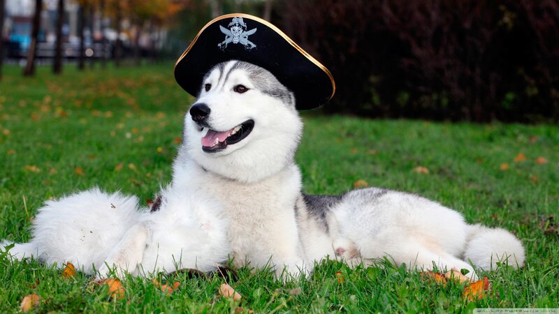 Husky Dog Wearing Hat — Green, Playful