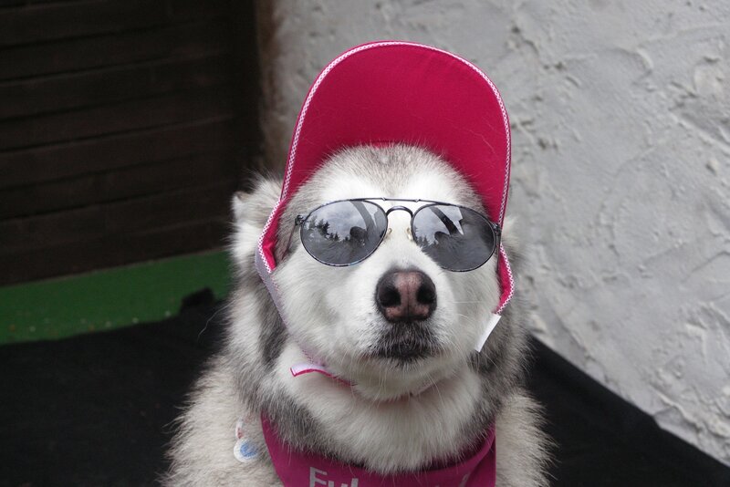 Husky Dog Wearing Hat — White, Calm