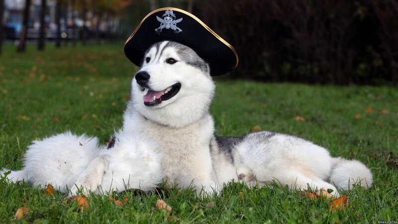 Husky Dog Wearing Hat — White, Playful