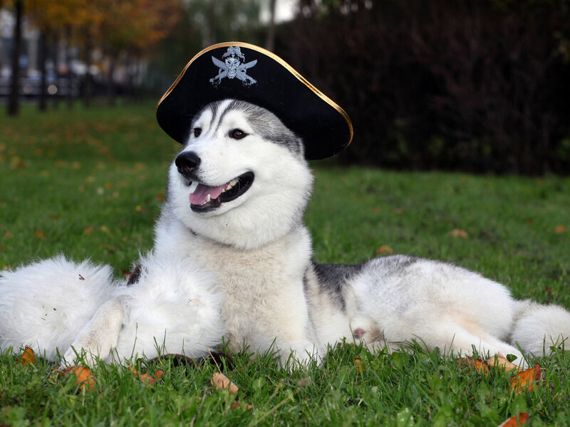 Husky Dog Wearing Hat — White