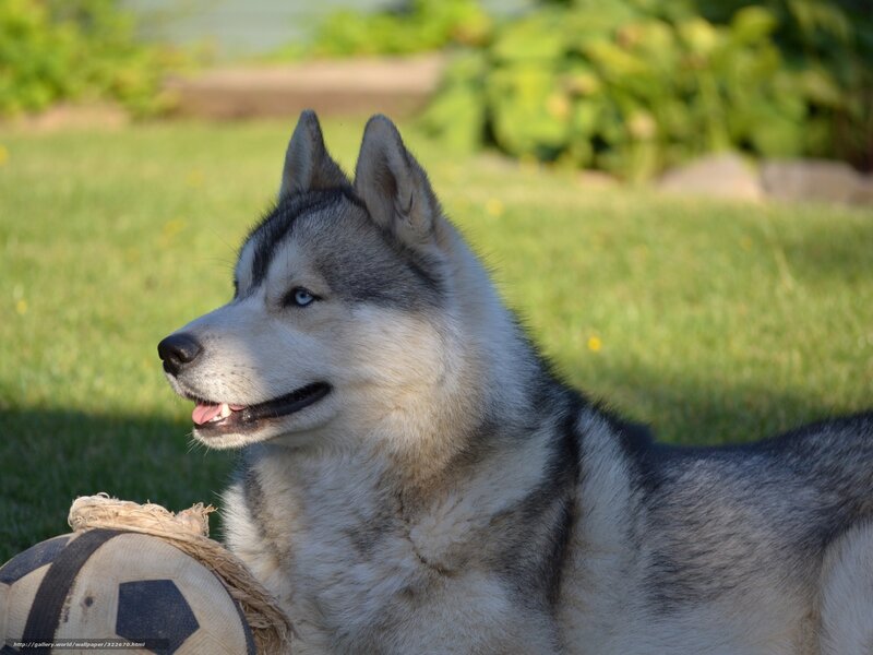 Husky Dog with Ball