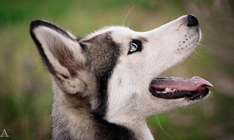 husky dog with blue eyes