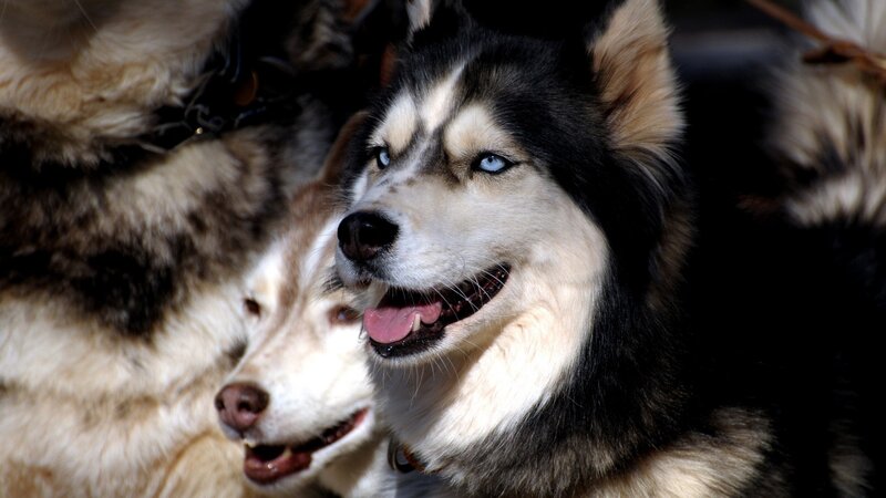 Husky Dog with Blue Eyes — Black, Alert