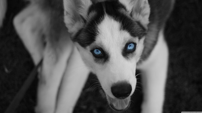 Husky Dog with Blue Eyes — Black, Dramatic, Photograph