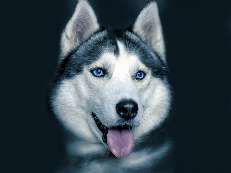Husky Dog with Blue Eyes — Black, Dramatic