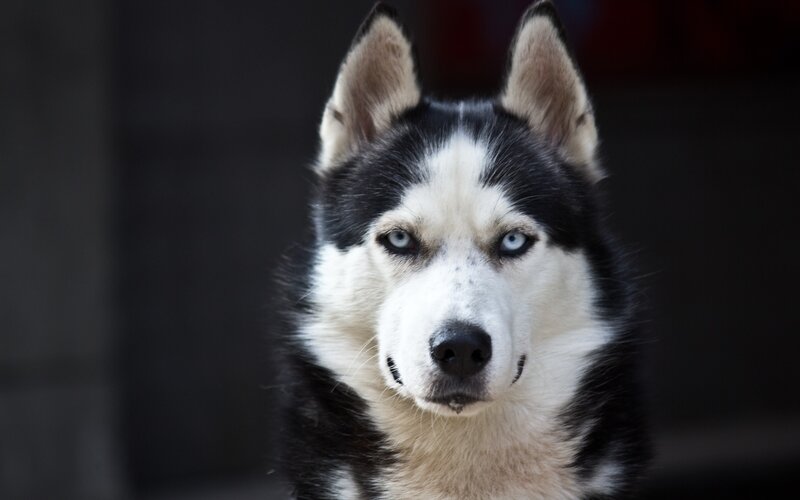 Husky Dog with Blue Eyes — Black, Intense