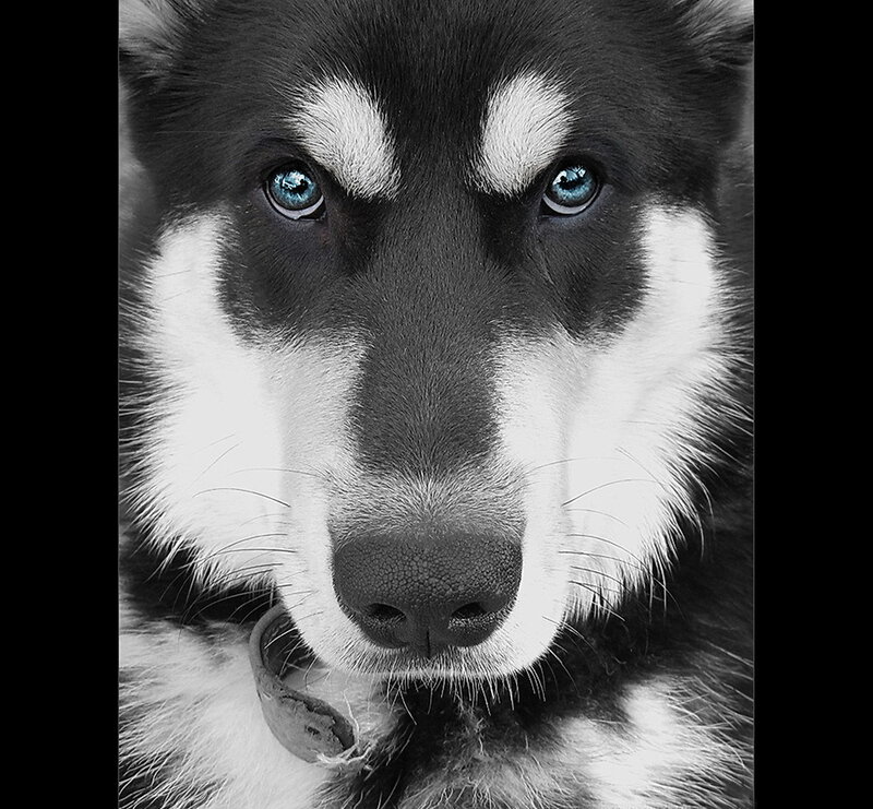Husky Dog with Blue Eyes — Black