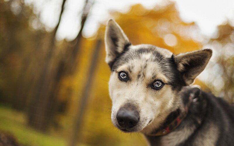 Husky Dog with Blue Eyes — Brown, Calm