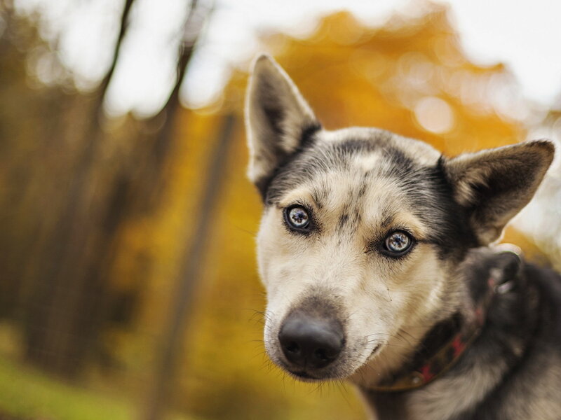Husky Dog with Blue Eyes — Brown