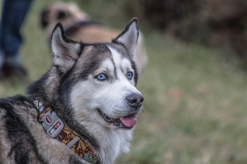 Husky Dog with Blue Eyes — Gray, Calm, Afternoon, Photograph