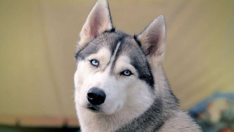 Husky Dog with Blue Eyes — Gray, Calm, Photograph, Ears, Face