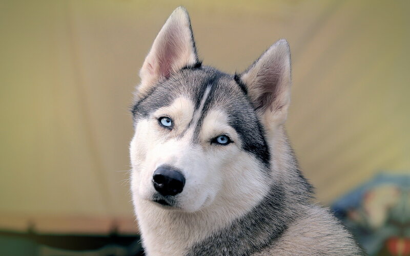 Husky Dog with Blue Eyes — Gray, Calm, Photograph, Ears