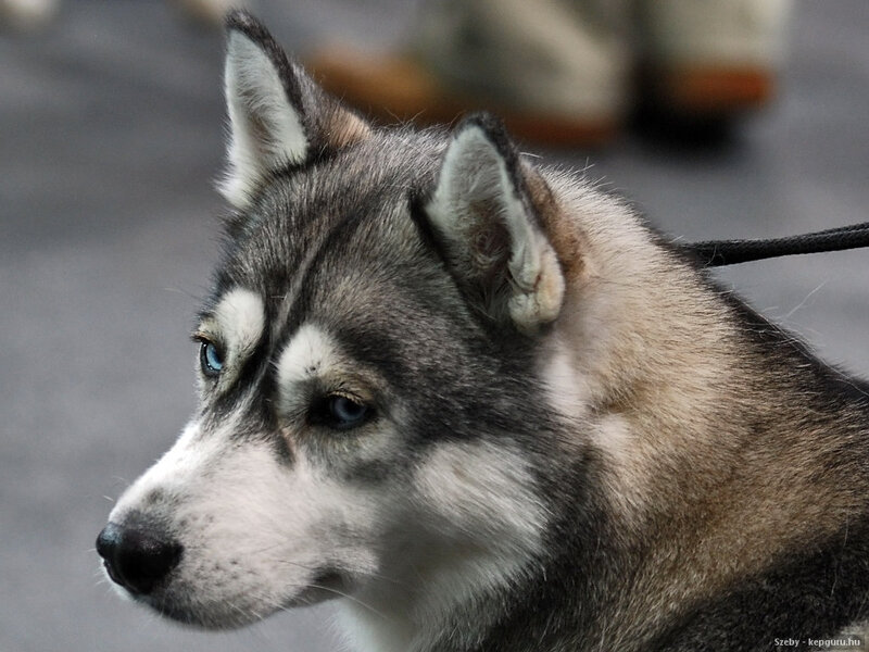 Husky Dog with Blue Eyes — Gray, Calm, Photograph, Leash
