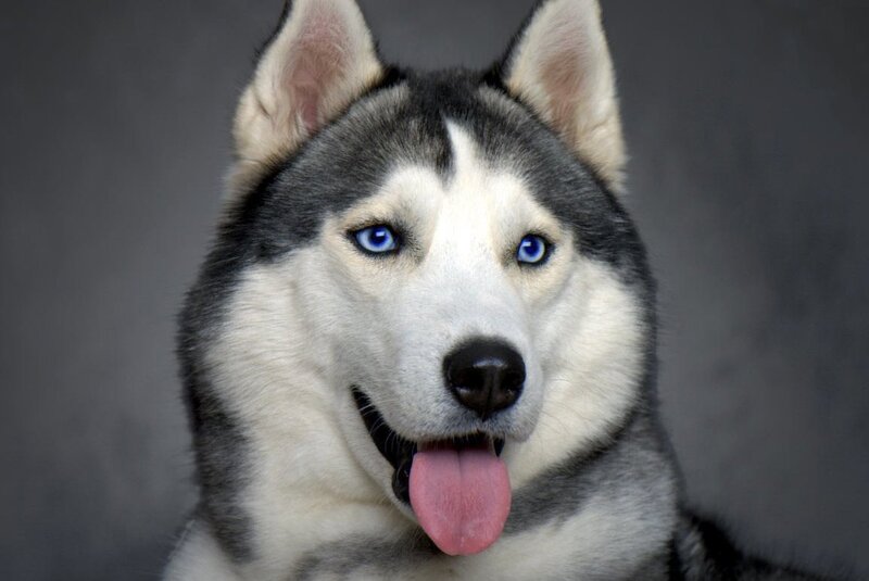 Husky Dog with Blue Eyes — Gray, Calm