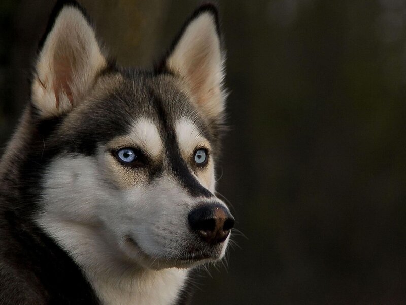 Husky Dog with Blue Eyes — Gray, Intense