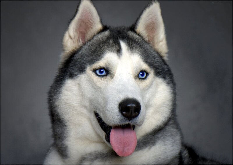 Husky Dog with Blue Eyes — Gray, Neutral