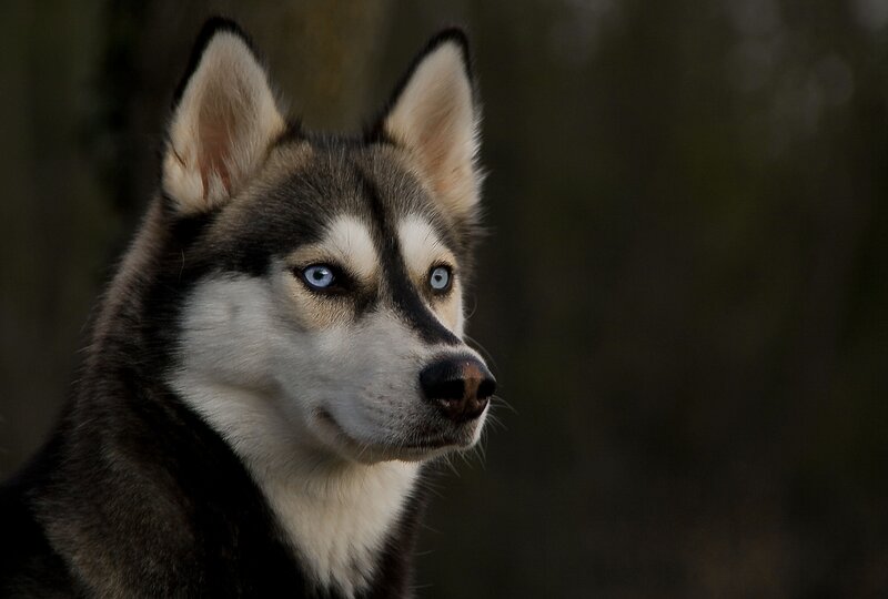 Husky Dog with Blue Eyes — Gray, Serious