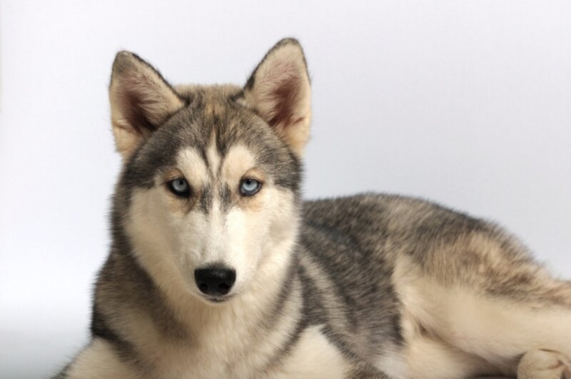 Husky Dog with Blue Eyes — Gray