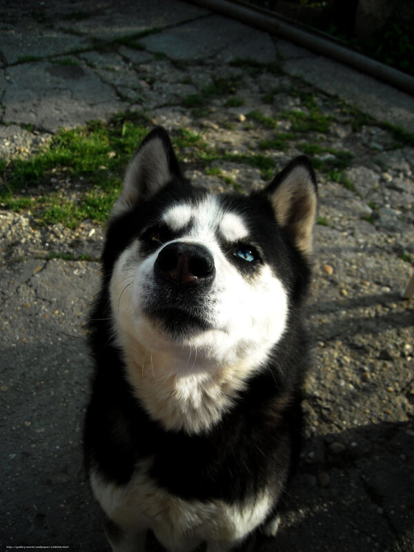 husky dog with blue eyes
