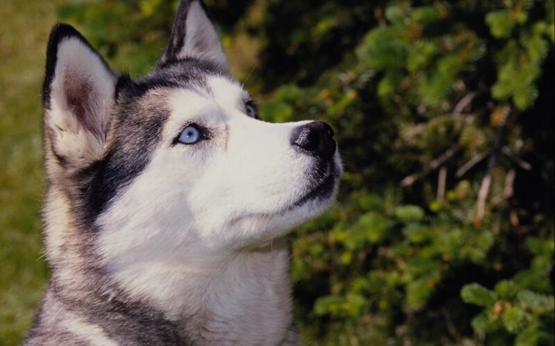 Husky Dog with Blue Eyes — White, Calm, Afternoon, Photograph