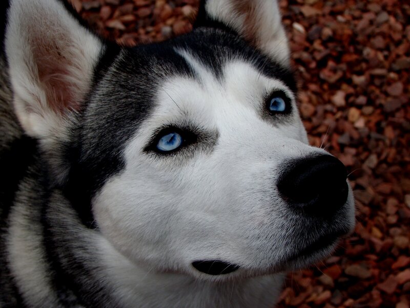 Husky Dog with Blue Eyes — White, Calm, Photograph, Gravel, Black